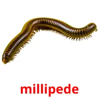 millipede Tarjetas didacticas