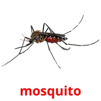 mosquito Tarjetas didacticas