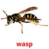 wasp cartes flash