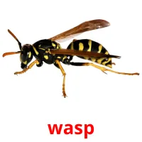 wasp Tarjetas didacticas