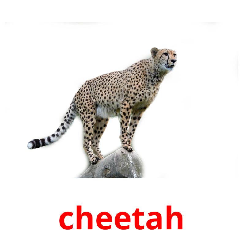 cheetah picture flashcards