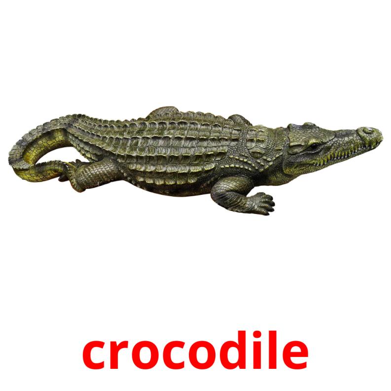 crocodile picture flashcards
