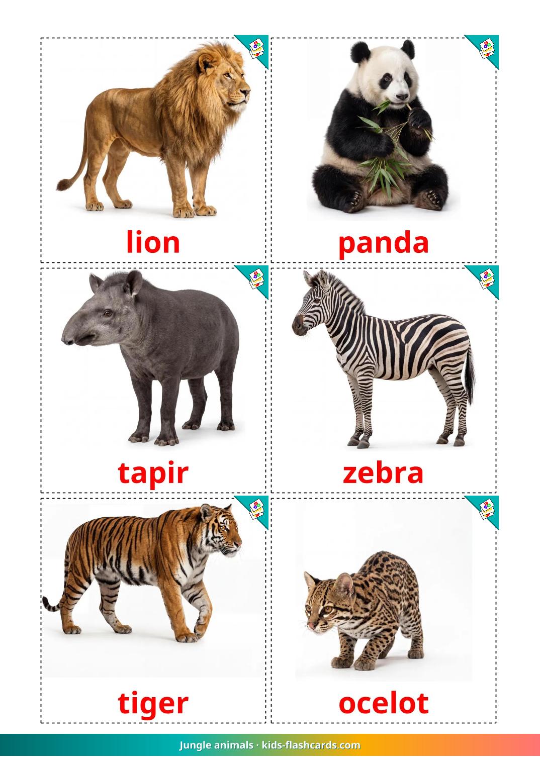 Rainforest Animals List Pdf