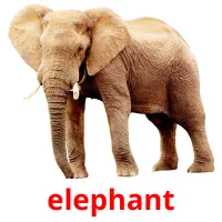 elephant ansichtkaarten