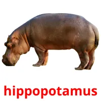 hippopotamus ansichtkaarten