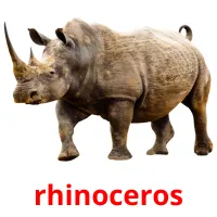 rhinoceros ansichtkaarten