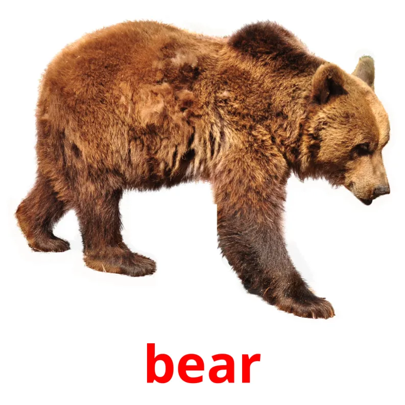 22 FREE Forest Animals Flashcards PDF English Words