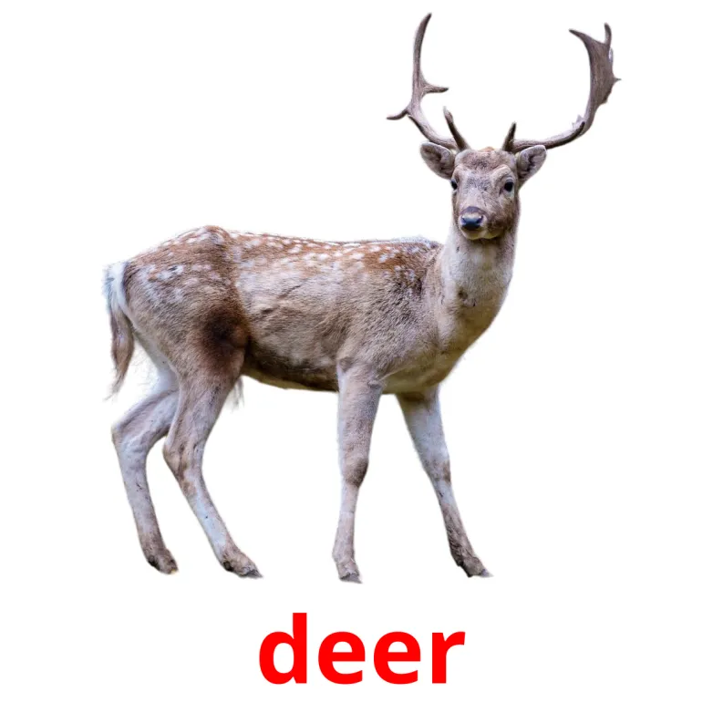22 FREE Forest animals Flashcards PDF English Words
