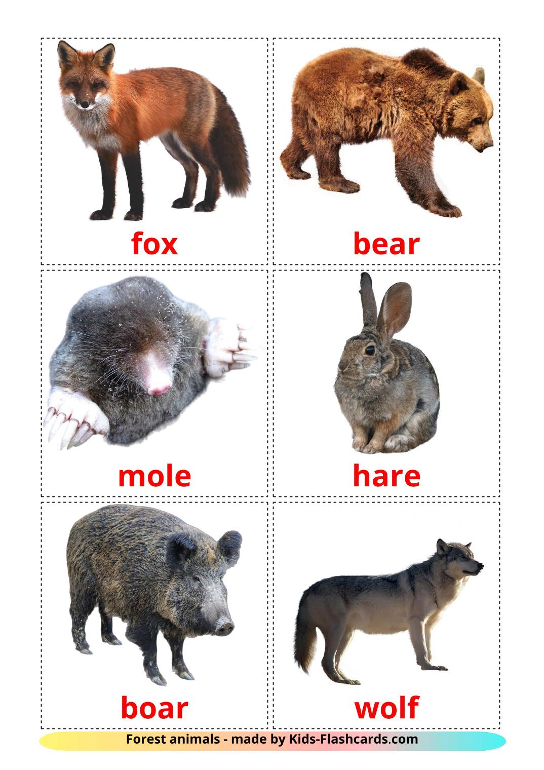Forest animals - 22 Free Printable english Flashcards 