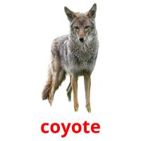 coyote picture flashcards