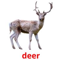 deer card for translate
