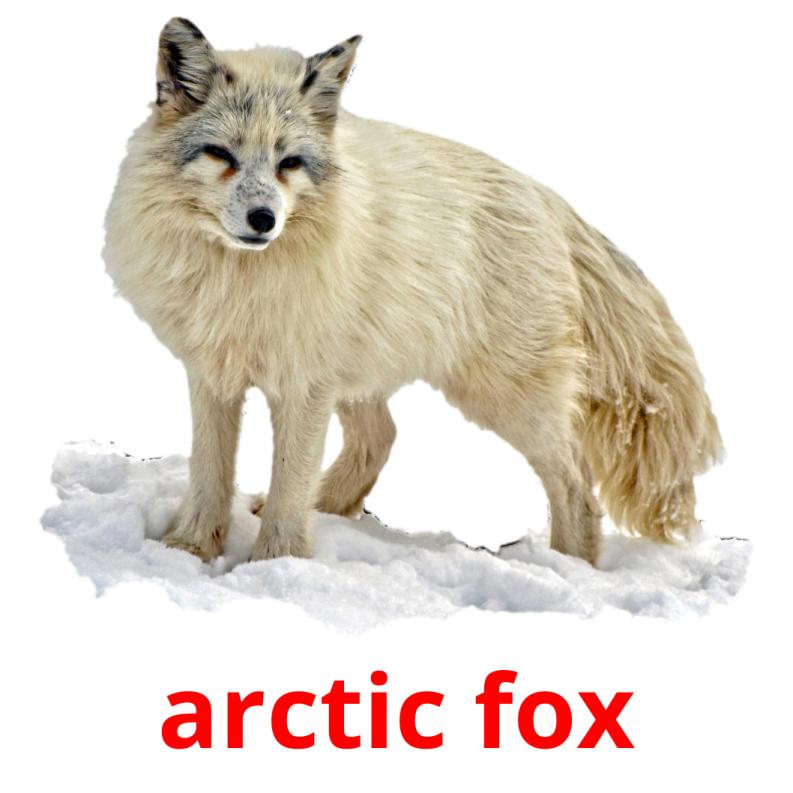 arctic fox Tarjetas didacticas