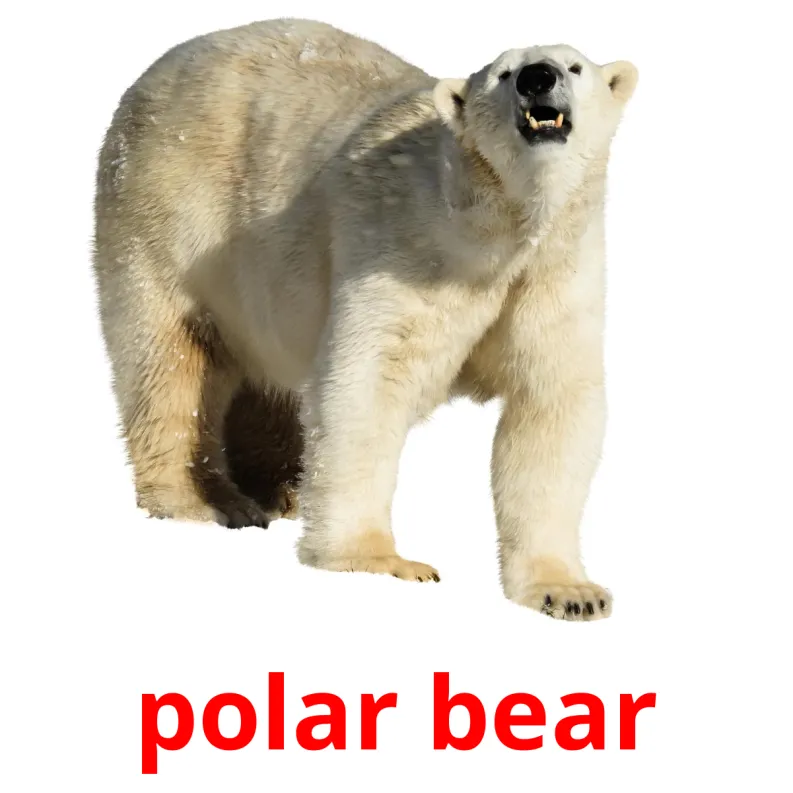 14 FREE Arctic Animals Flashcards PDF English Words