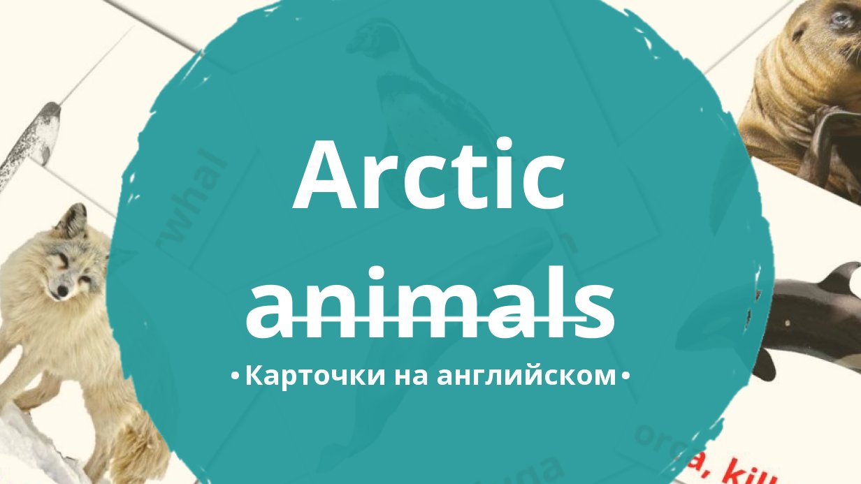 14 Бесплатных Карточек Животные арктики на Английском | PDF