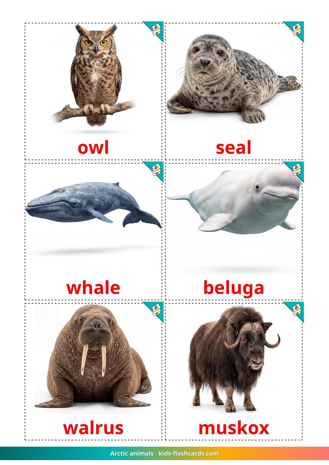 14 FREE Arctic Animals Flashcards PDF English Words