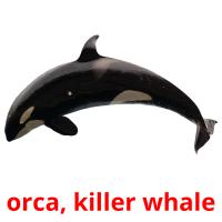 orca, killer whale picture flashcards