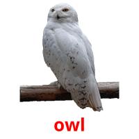 owl picture flashcards
