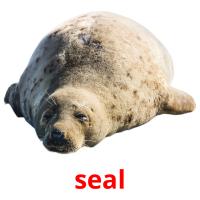 seal picture flashcards
