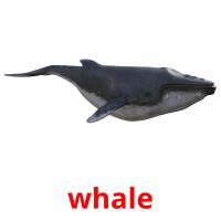 whale picture flashcards