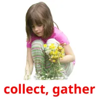 collect, gather cartões com imagens