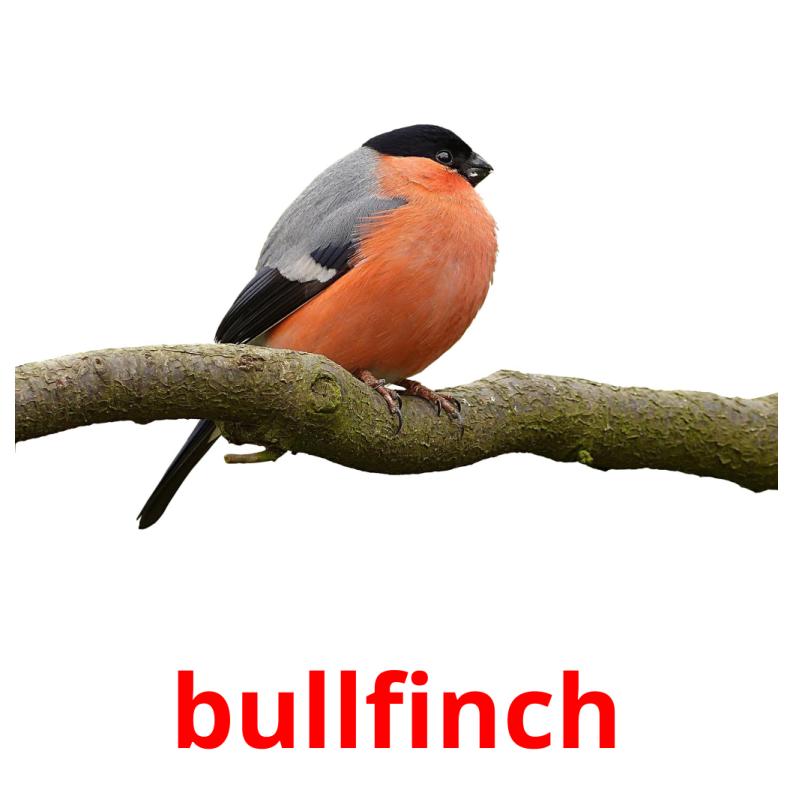 bullfinch picture flashcards