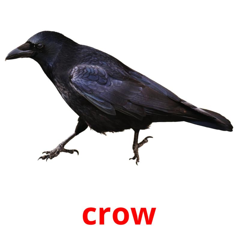 crow picture flashcards