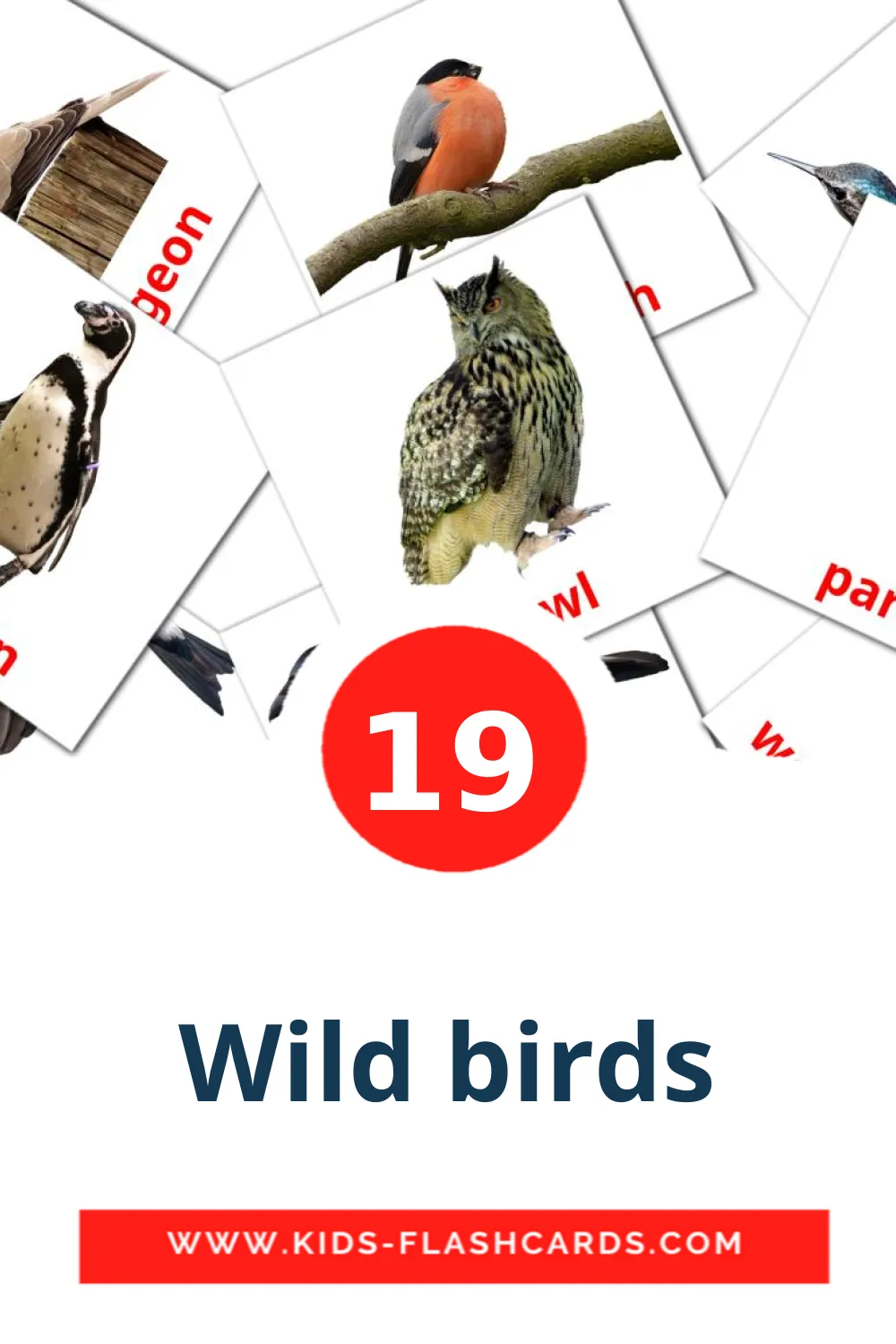 19 tarjetas didacticas de Wild birds para el jardín de infancia en inglés