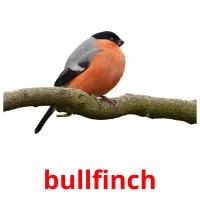 bullfinch Tarjetas didacticas