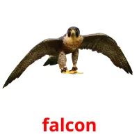 falcon Tarjetas didacticas