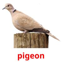 pigeon picture flashcards