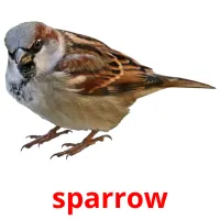 sparrow Tarjetas didacticas