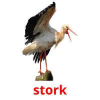 stork Tarjetas didacticas