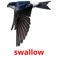 swallow Tarjetas didacticas