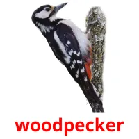 woodpecker Tarjetas didacticas