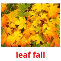 leaf fall picture flashcards