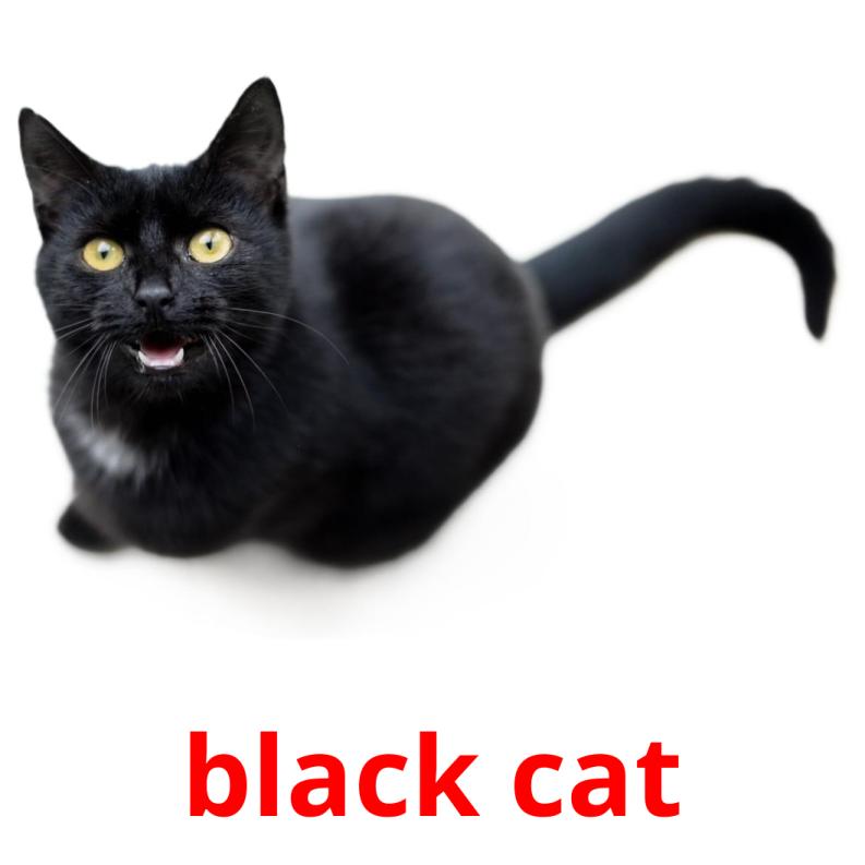black cat picture flashcards