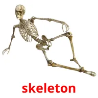 skeleton Bildkarteikarten