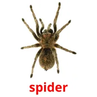 spider Bildkarteikarten