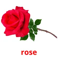 rose Bildkarteikarten