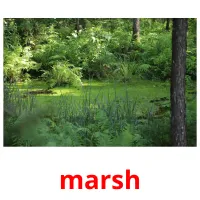 marsh picture flashcards