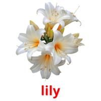 lily picture flashcards