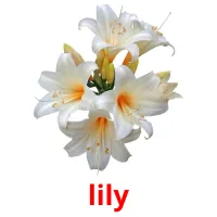 lily карточки энциклопедических знаний