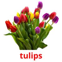 tulips flashcards illustrate