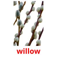 willow flashcards illustrate