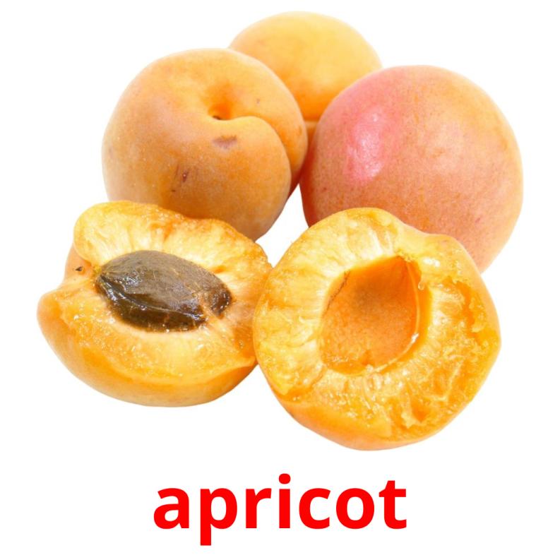 apricot picture flashcards
