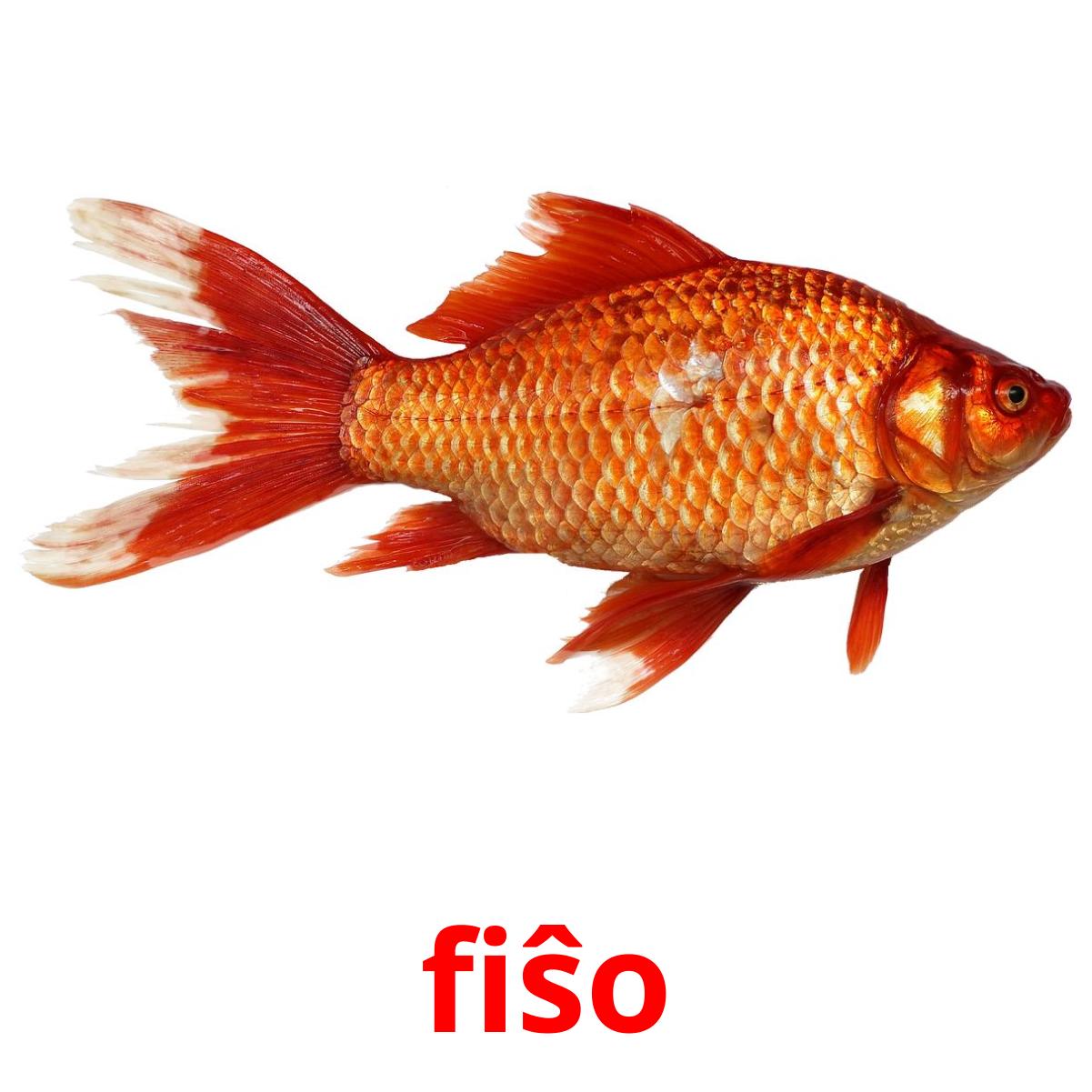 fiŝo fiŝo picture flashcards