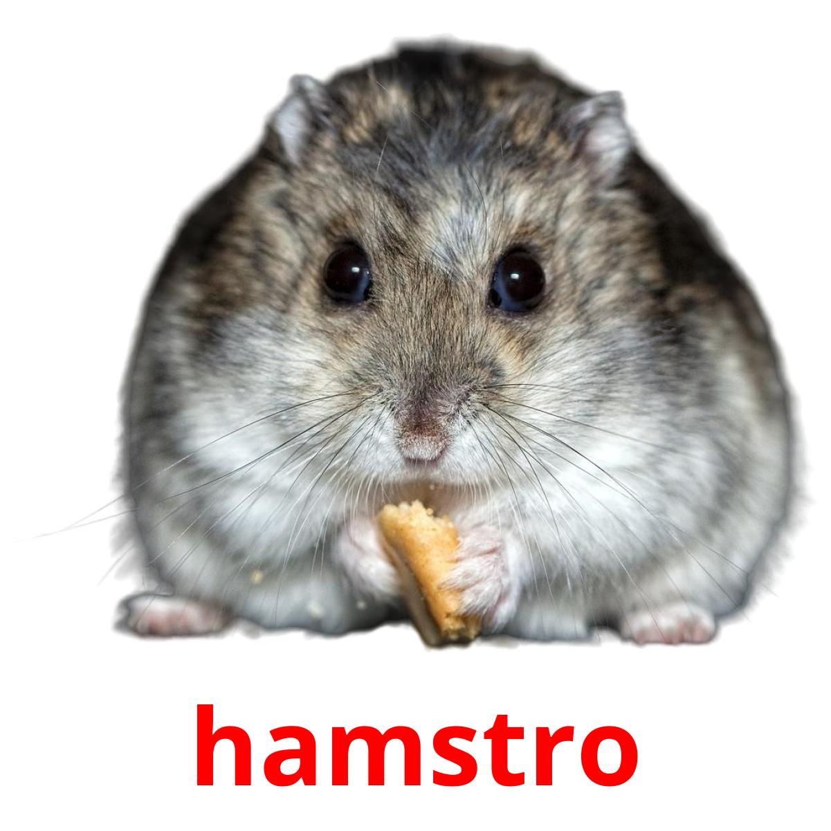 hamstro hamstro picture flashcards
