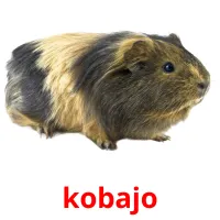 kobajo Tarjetas didacticas