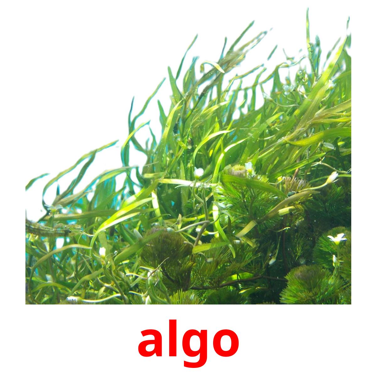 algo picture flashcards