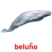 beluĥo picture flashcards
